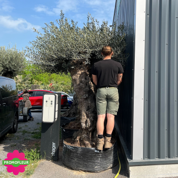 Olivier Tronc Haut 125 - 150 Hauteur 220 cm - Promofleur 2