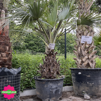 Palmiers Brahea Armata Hauteur 150 cm Stipe 80 cm - PROMOFLEUR