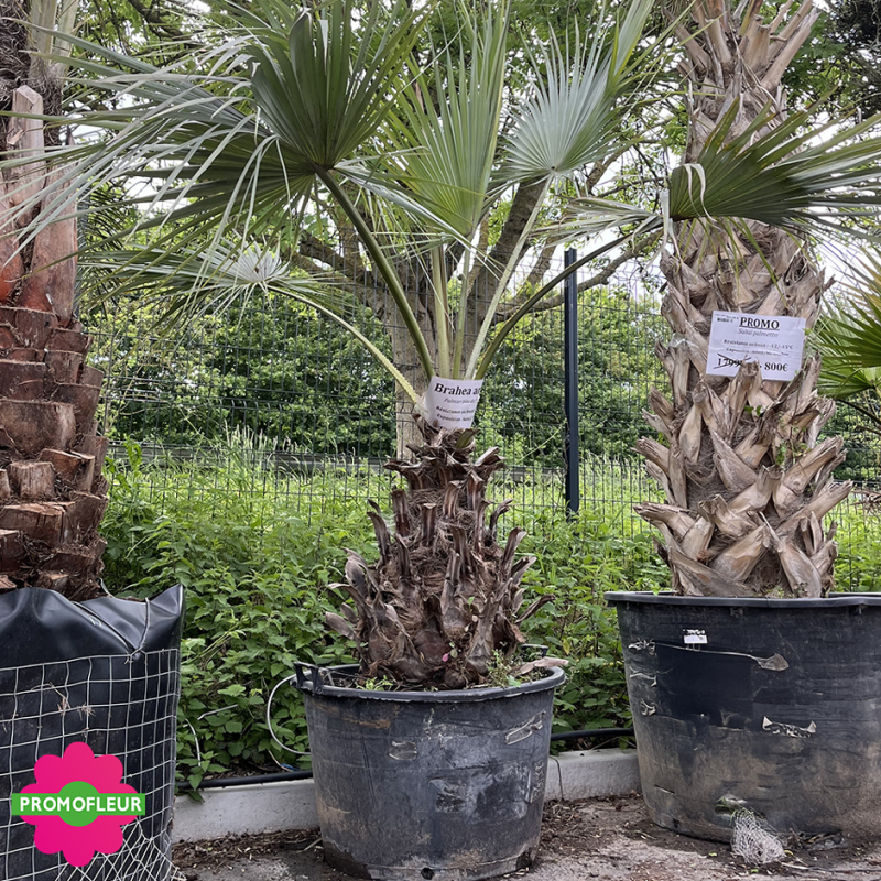 Palmiers Brahea Armata Hauteur 150 cm Stipe 80 cm - PROMOFLEUR