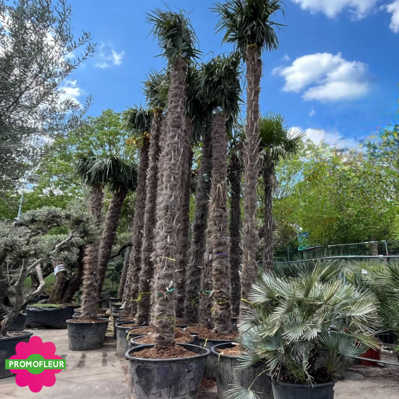 Palmier Trachycarpus Fortunei H.500 cm Stipe 400+ cm (PREMIUM) - Promofleur