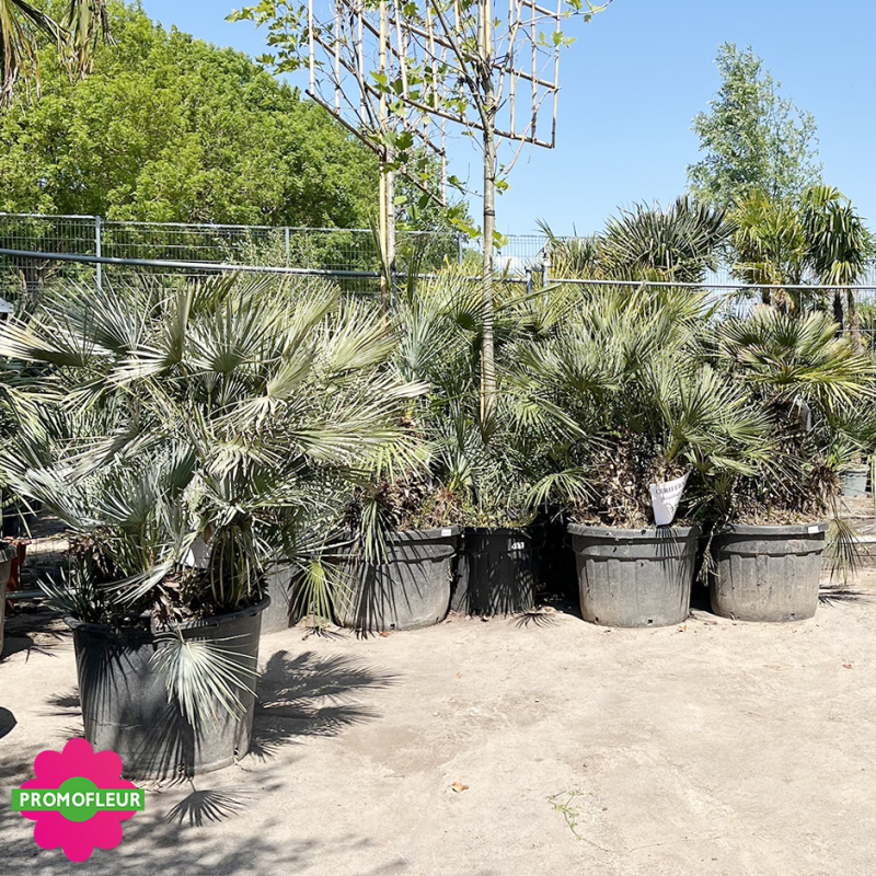 Parc de Palmiers Humilis 'Cerifera' Promofleur