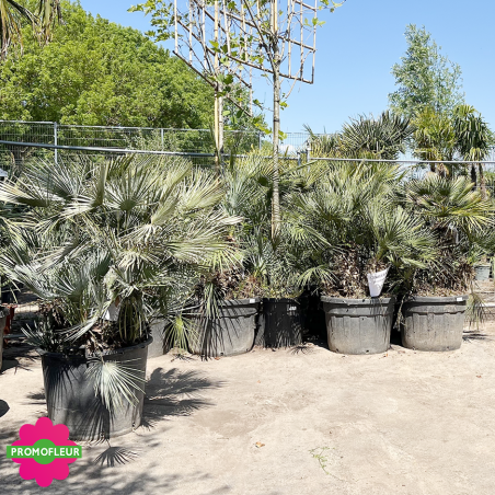 Parc de Palmiers Humilis 'Cerifera' Promofleur