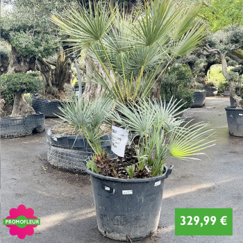 Palmier Humilis 'Cerifera' - 329,99 € - Promofleur