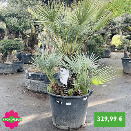 Palmier Humilis 'Cerifera' - 329,99 € - Promofleur