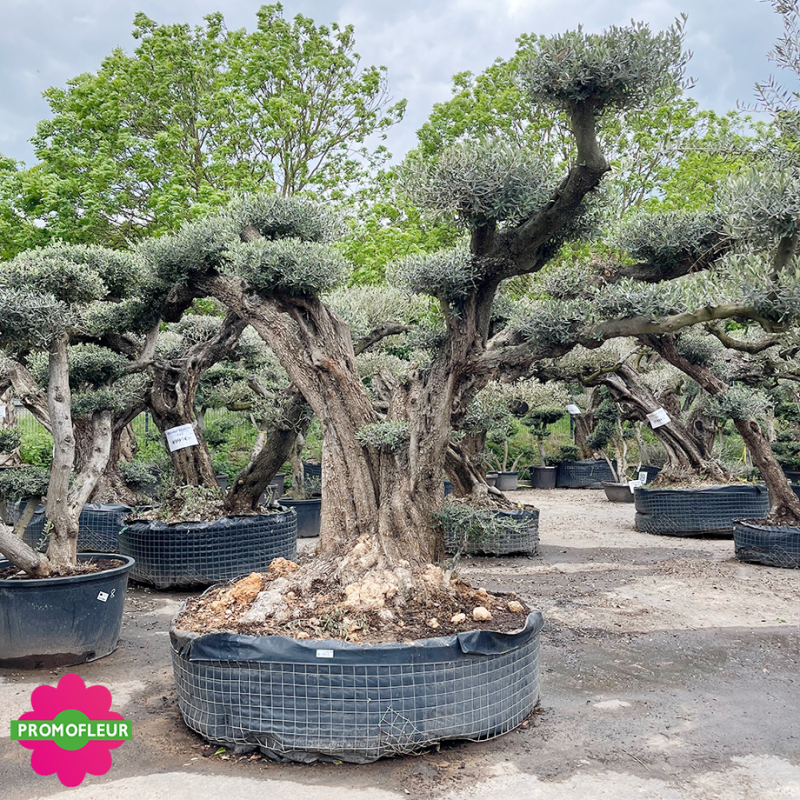 Olivier plateau T40 hauteur 250 cm feuillage taillé en nuage