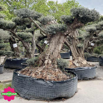 Olivier plateau T12 hauteur 200 cm feuillage taillé en nuage - Promofleur