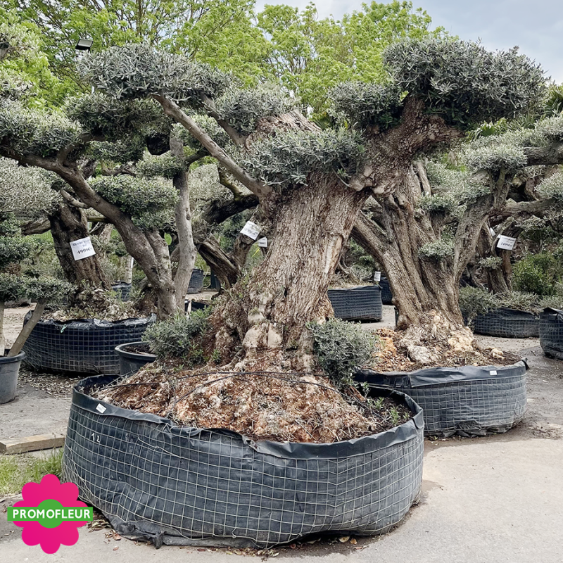 Olivier plateau T12 hauteur 200 cm feuillage taillé en nuage - Promofleur