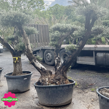 Olivier plateau Hauteur 130/155 cm feuillage taillé en nuages - Promofleur (3) 2