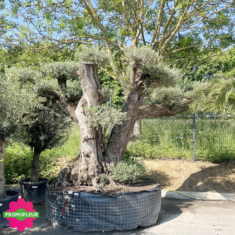 Olivier plateau T20 hauteur 250 cm feuillage taillé en nuage - Promofleur