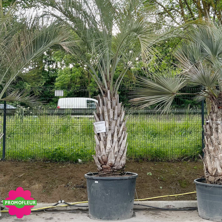 Palmier Butia Capitata Hauteur 400 cm Stipe 150/200 cm - Promofleur