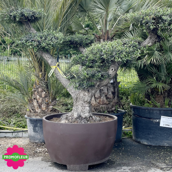 Olivier plateau Pot Déco 690 L Hauteur 250 cm feuillage taillé en nuage - Promofleur