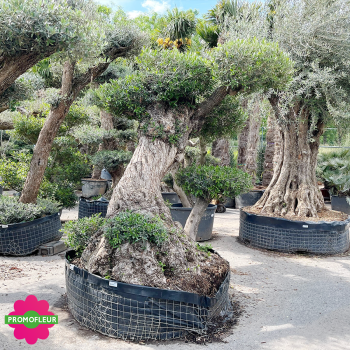 Olivier plateau T14 hauteur 200 cm feuillage taillé en nuage - Promofleur (1)