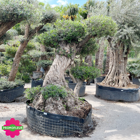 Olivier plateau T14 hauteur 200 cm feuillage taillé en nuage - Promofleur (1)