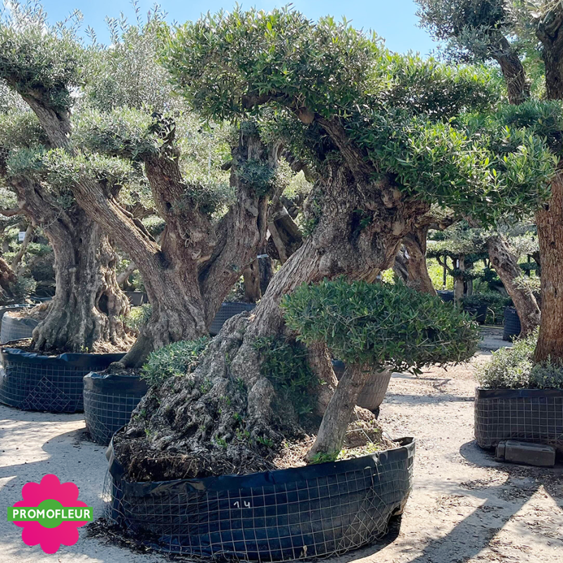 Olivier plateau T14 hauteur 200 cm feuillage taillé en nuage - Promofleur (2)