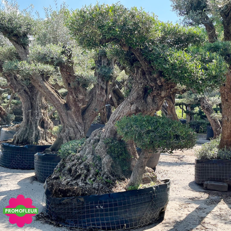 Olivier plateau T14 hauteur 200 cm feuillage taillé en nuage - Promofleur (2)