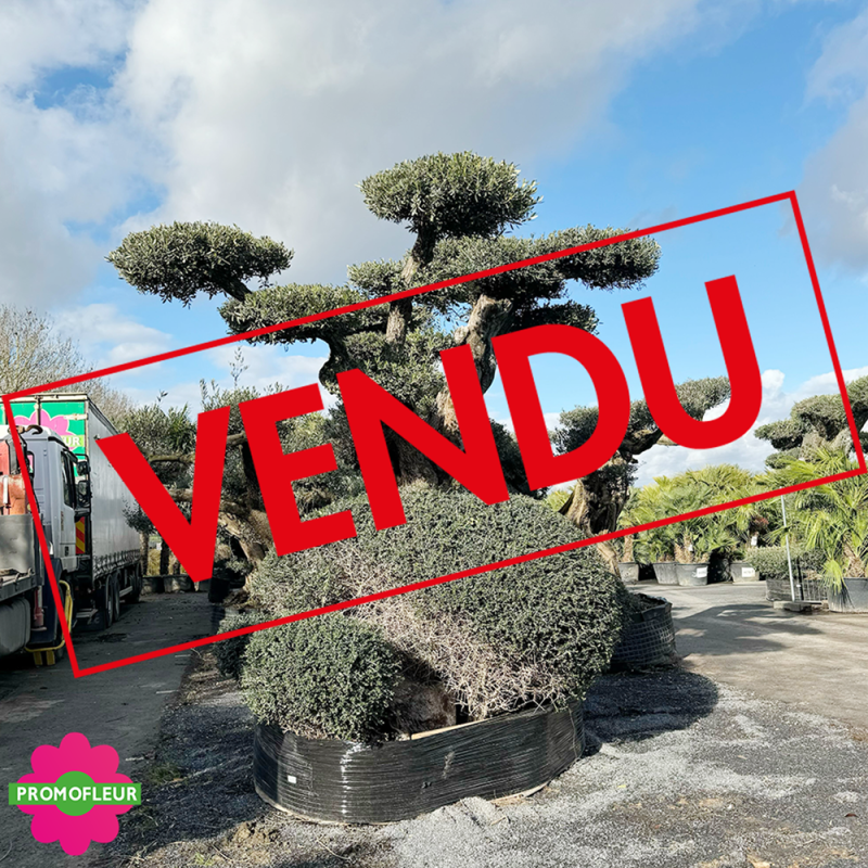 Olivier plateau 250/300 ans H.350 cm feuillage taillé en nuage - Promofleur Champagne-sur-Oise (coté gauche - 2) (VENDU)