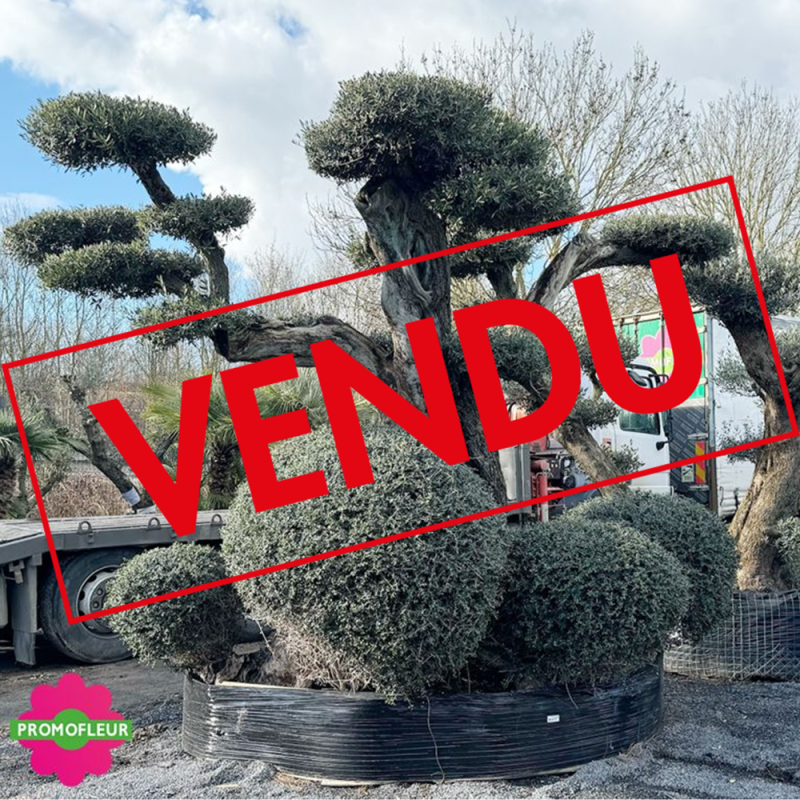 Olivier plateau 250/300 ans H.350 cm feuillage taillé en nuage - Promofleur Champagne-sur-Oise (comparatif taille) (VENDU)