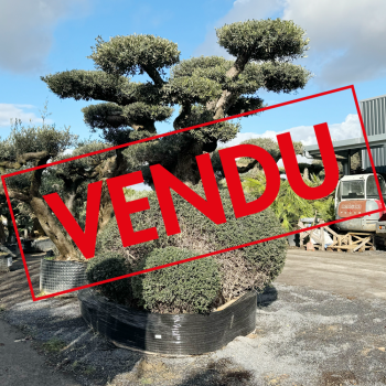 Olivier plateau 250/300 ans H.350 cm feuillage taillé en nuage - Promofleur Champagne-sur-Oise (coté gauche - 1) (VENDU)