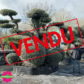 Olivier plateau 250/300 ans H.350 cm feuillage taillé en nuage - Promofleur Champagne-sur-Oise (coté gauche - 1) (VENDU) 2