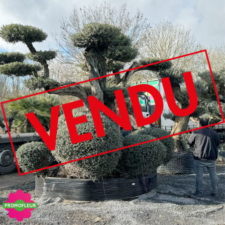 Olivier plateau 250/300 ans H.350 cm feuillage taillé en nuage - Promofleur Champagne-sur-Oise (comparatif taille) (VENDU)