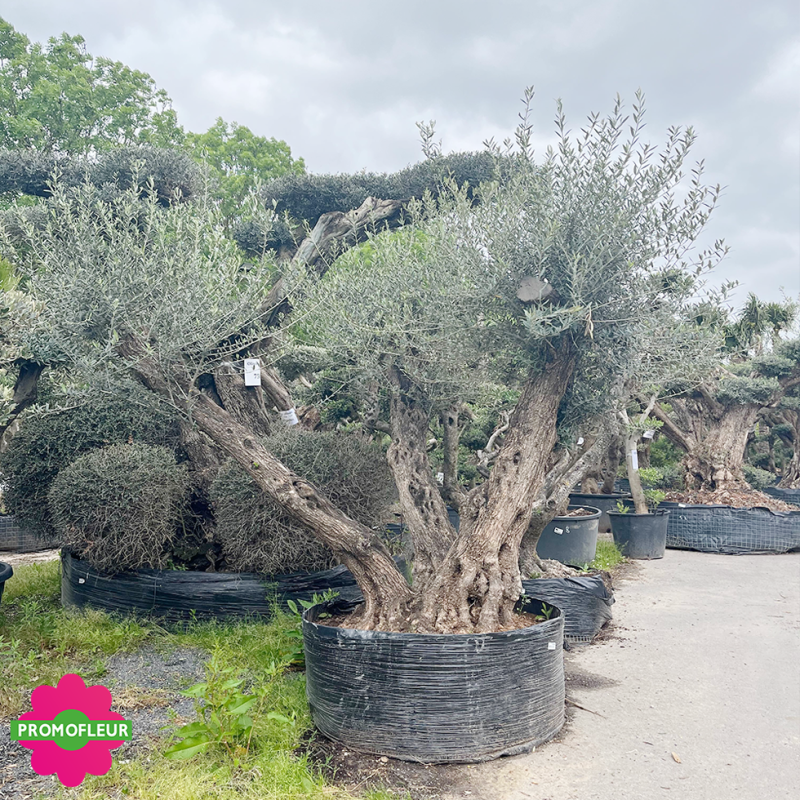 Olivier Centenaire Triple Troncs Hauteur 200 cm - Promofleur