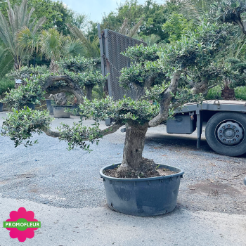 Olivier pompon Tronc vieux hauteur 130 cm feuillage taillé en nuage - Promofleur (1)