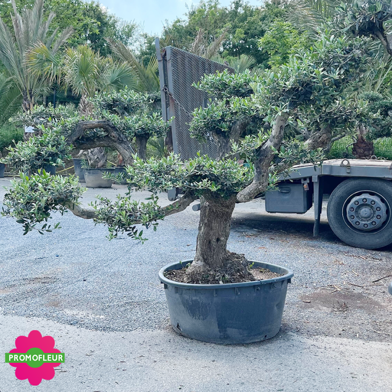 Olivier pompon Tronc vieux hauteur 130 cm feuillage taillé en nuage - Promofleur (1)