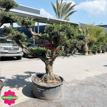 Olivier pompon Tronc vieux hauteur 130 cm feuillage taillé en nuage - Promofleur (1) 2