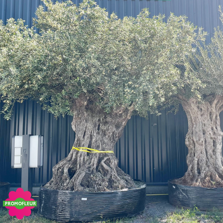 Olivier "Lechin" 200 - 250 ans Hauteur 300 cm feuillage bien dense - Promofleur