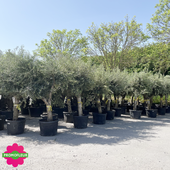 Parc d'oliviers tiges 35 - 55 ans H.250 cm tronc lisse avec de belles charpentières - Promofleur Champagne-sur-Oise (1)