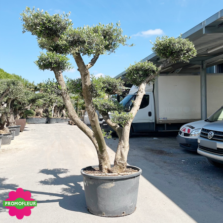 Olivier plateau T8 Hauteur 200 cm feuillage taillé en nuage - Promofleur