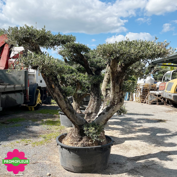 Olivier plateau Hauteur 130/155 cm feuillage taillé en nuages - Promofleur (3)