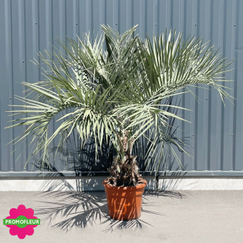 Palmier Butia Capitata Hauteur 150 cm Stipe 30/40 cm - Promofleur