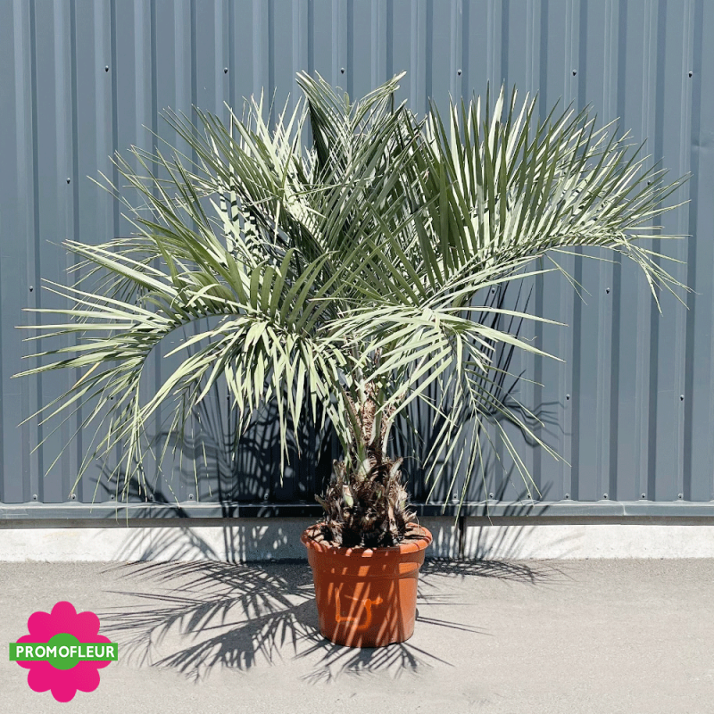 Palmier Butia Capitata Hauteur 150 cm Stipe 30/40 cm - Promofleur