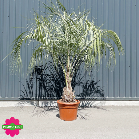 Palmier Butia Capitata Hauteur 200 cm Stipe 20/50 cm - Promofleur
