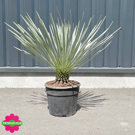Yucca rostrata 'Blue Swan' Hauteur 30/50 cm - Promofleur Champagne-sur-Oise