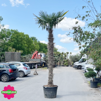 Palmier Trachycarpus Fortunei H.300/350 cm Stipe 250+ cm - Promofleur