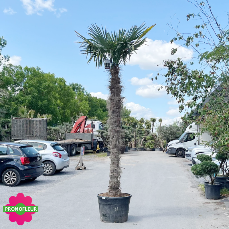 Palmier Trachycarpus Fortunei H.300/350 cm Stipe 250+ cm - Promofleur