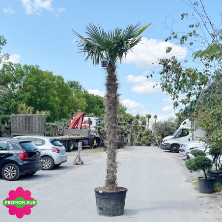 Palmier Trachycarpus Fortunei H.300/350 cm Stipe 250+ cm - Promofleur