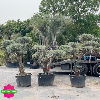 Olivier plateau T7 Hauteur 170/200 cm feuillage taillé en nuage - Promofleur (1)