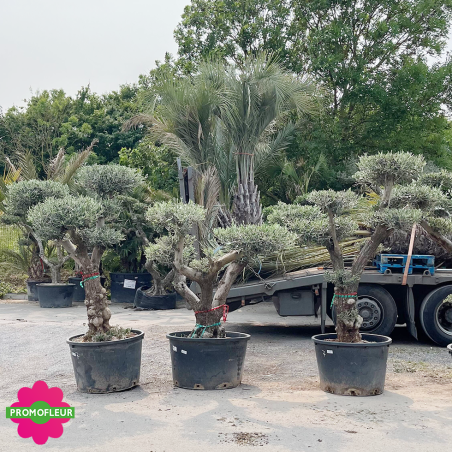 Olivier plateau T7 Hauteur 170/200 cm feuillage taillé en nuage - Promofleur (1)