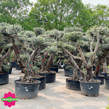 Olivier plateau T7 Hauteur 170/200 cm feuillage taillé en nuage - Promofleur (1) 2