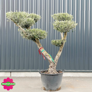 Olivier plateau T6 Hauteur 180 cm feuillage taillé en nuage - Promofleur