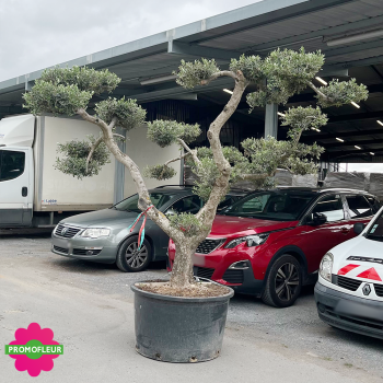 Olivier plateau T12 Hauteur 200 cm feuillage taillé en nuage - Promofleur