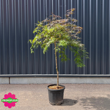 Érable du Japon Acer Palmatum 'Dissectum Garnet' Hauteur 125/150 cm