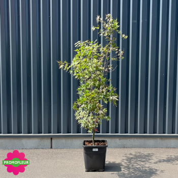 Étiquette Érable du Japon Acer Palmatum 'Fire glow' Hauteur 150/175 cm - Promofleur 2