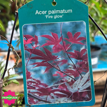 Étiquette Érable du Japon Acer Palmatum 'Fire glow' Hauteur 150/175 cm - Promofleur
