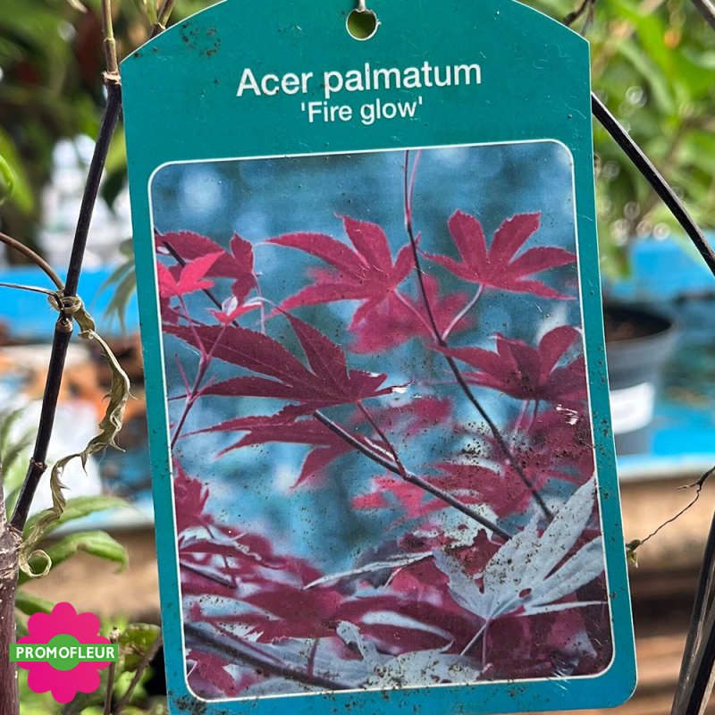 Étiquette Érable du Japon Acer Palmatum 'Fire glow' Hauteur 150/175 cm - Promofleur