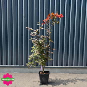 Érable du Japon Acer Palmatum 'Bloodgood' Hauteur 125/150 cm