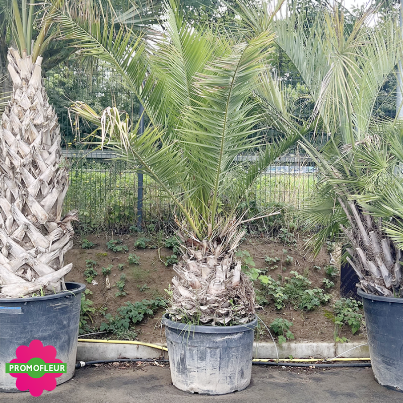 Palmier Phoenix Canarien Hauteur 225 cm Stipe 70 cm